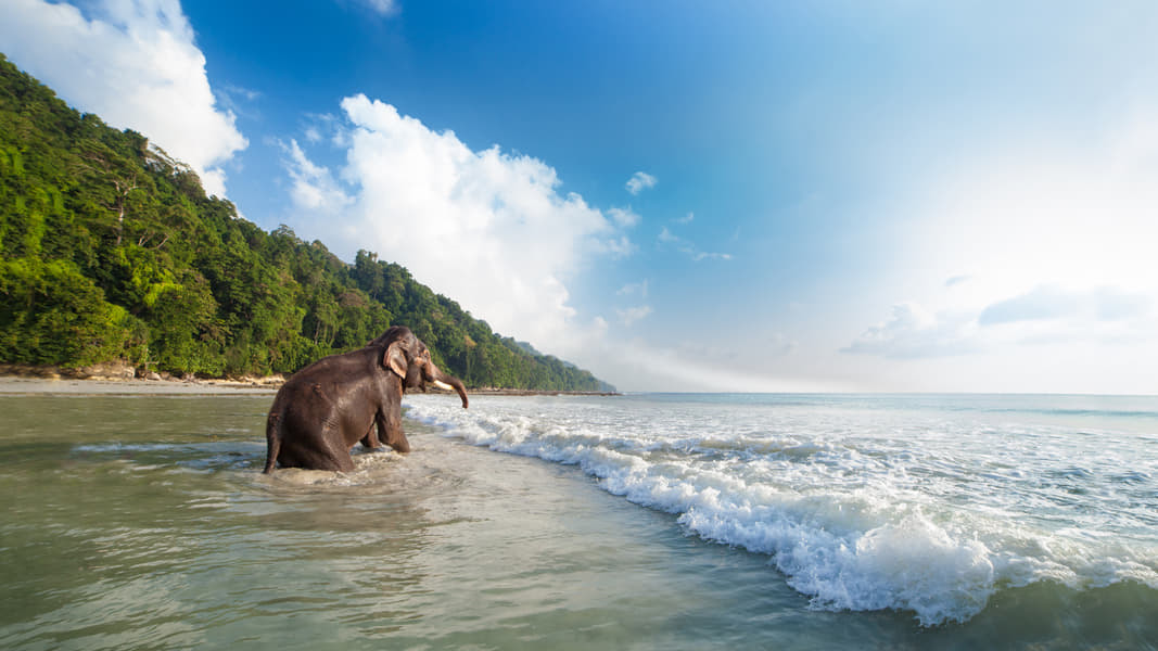 Visit to Elephant Beach Image