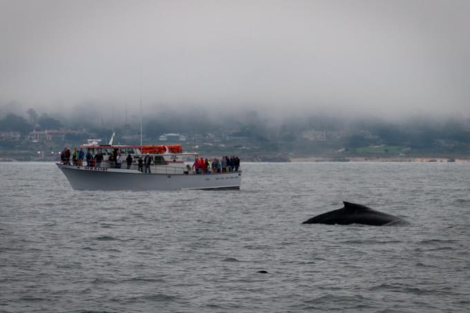 Pacific Coast Whale Watching