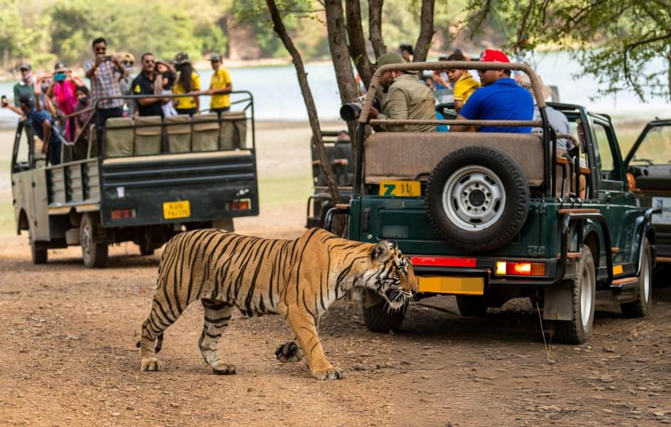 Sariska Jeep Safari Image