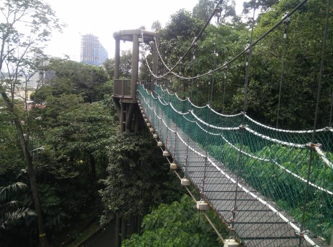 Bukit Nanas Forest Reserve