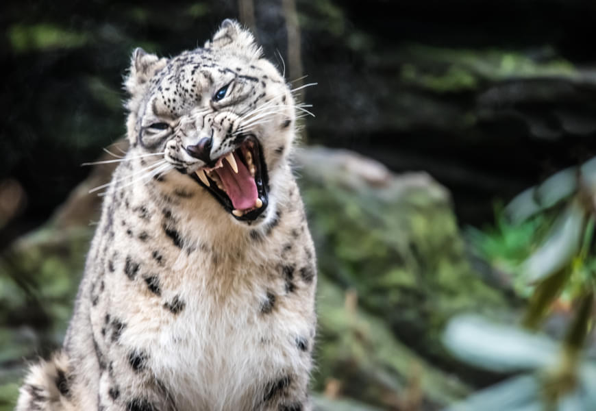 Admire the magnificent Snow Leopard