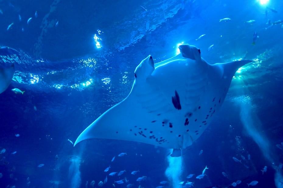 Singapore Oceanarium