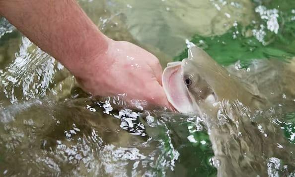 Stingray Touch