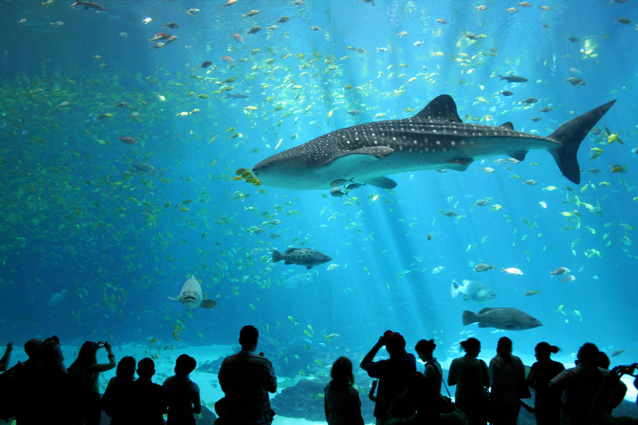 Underwater World