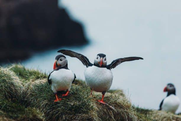 Know Before You Go For Puffin Tour in Reykjavik