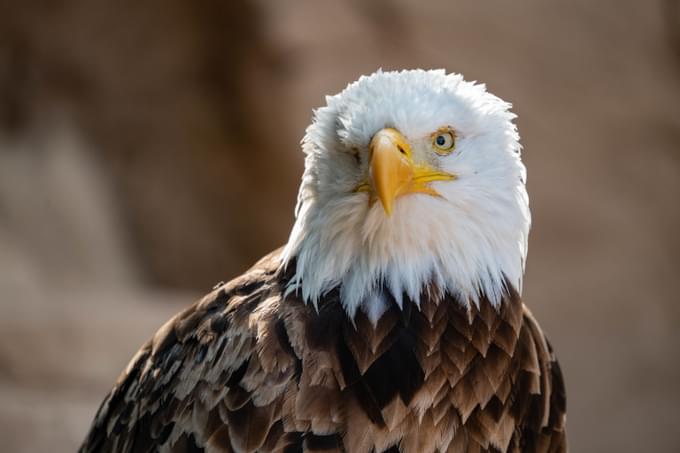 Eagle in Tenerife Jungle Park