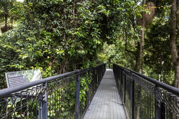 Tamborine Rainforest Skywalk Tickets