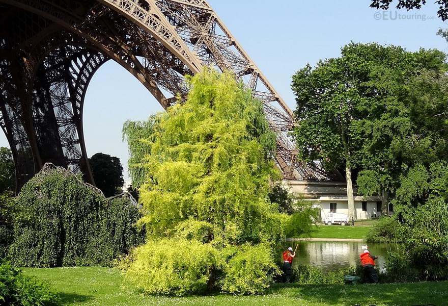 Discover the 200-year-old sycamore, Trocadero Gardens