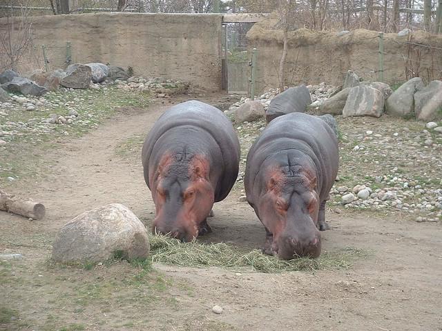 Hippo Feeding