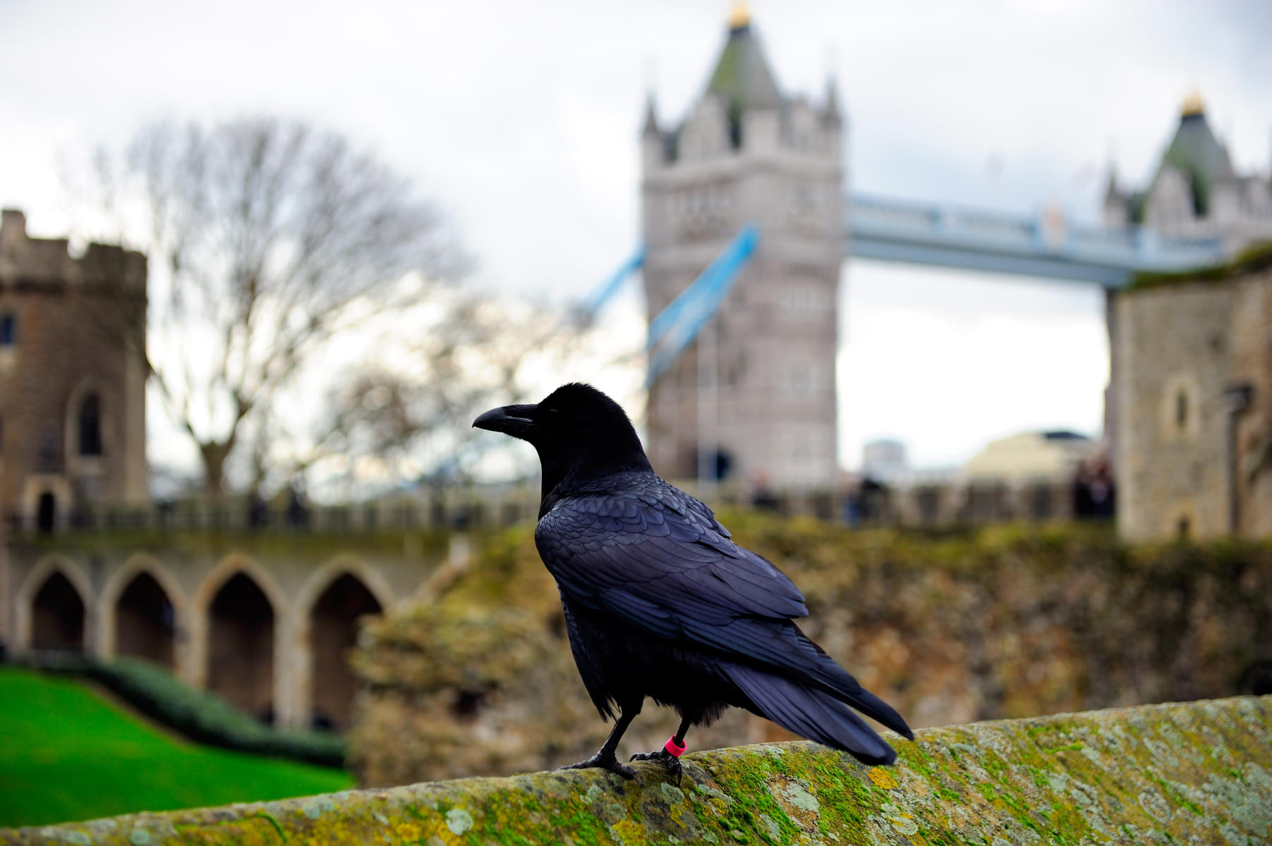 See the legendary ravens that call the Tower their home
