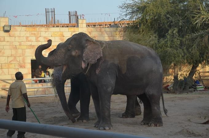  Elephant Feeding