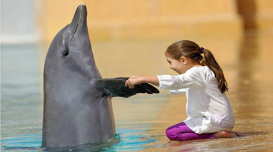 Play with Interactive dolphins