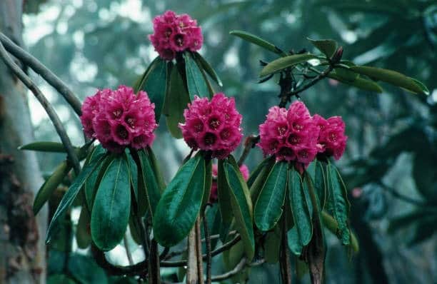 Explore the Himalayan flora and fauna