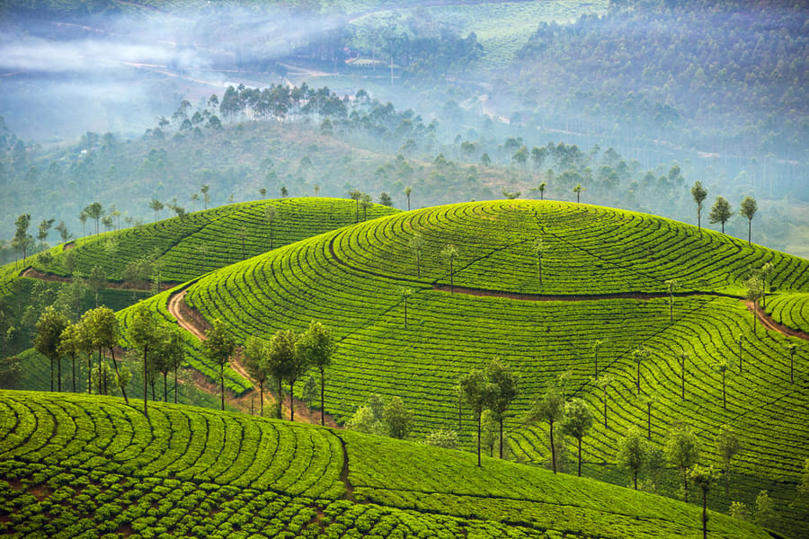 Munnar Honeymoon Package For 2 Nights Image