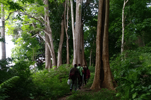D4ndjmf9w8umd1x9f7a161gzwxlm trekking to elephanta beach havelock island enhanced