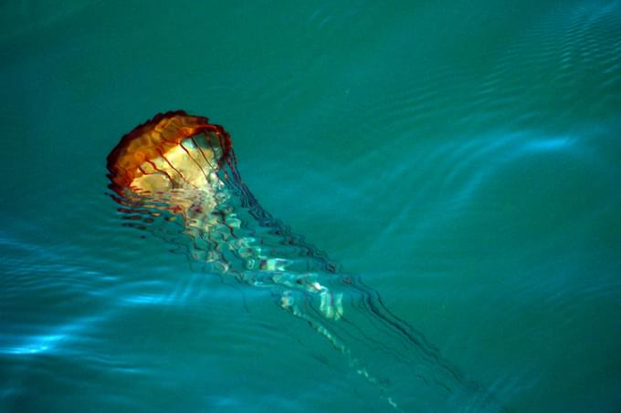 Pacific Sea Nettle