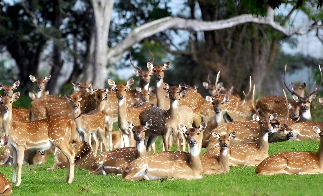 Kasu Brahmananda Reddy National Park Overview