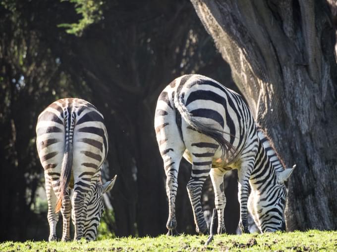 San Francisco Zoo