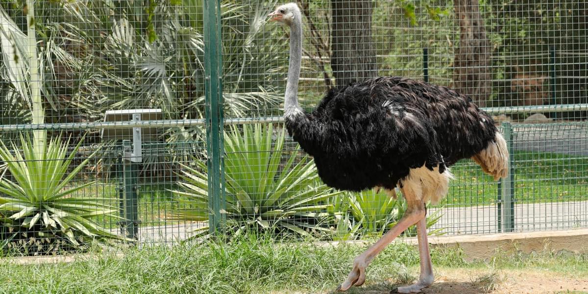 Blue-necked Ostrich