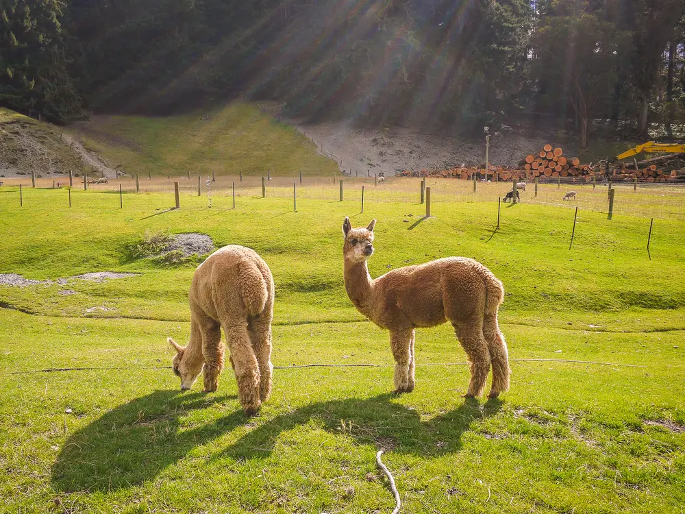Walter Peak High Country Farm, <em>New Zealand</em>