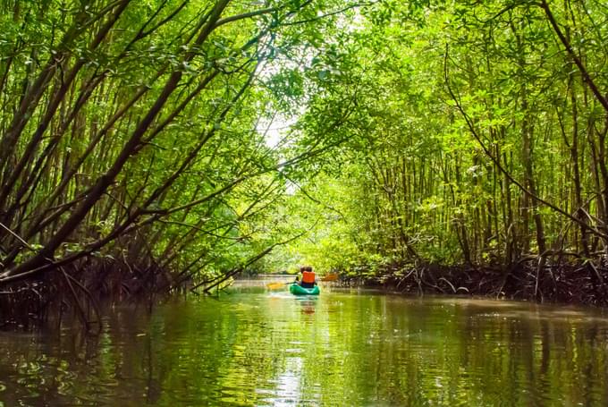 Kayaking in Mangroves