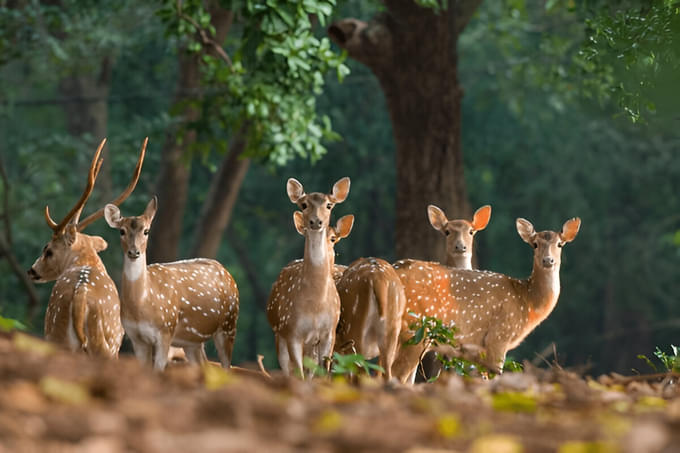 Get a chance to spot herds of graceful spotted deer