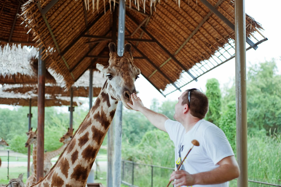 Animal Feeding In Safari World Bangkok