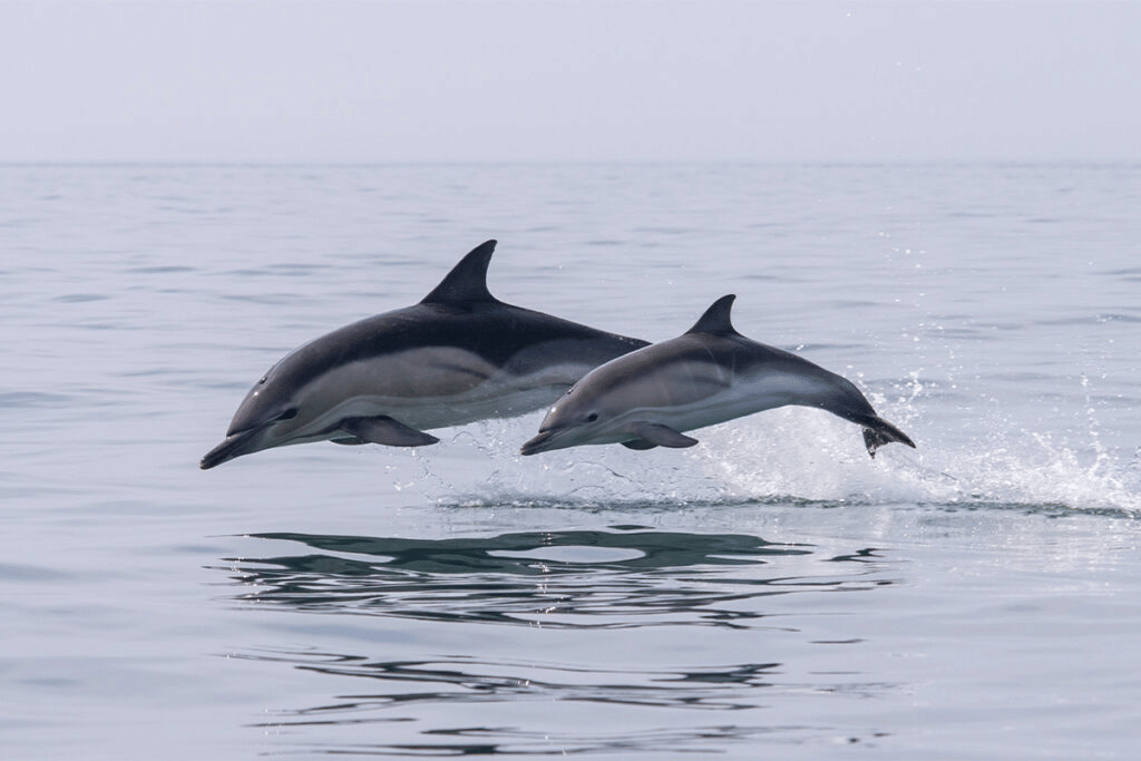Dolphin Tour at Coco Beach, Goa
