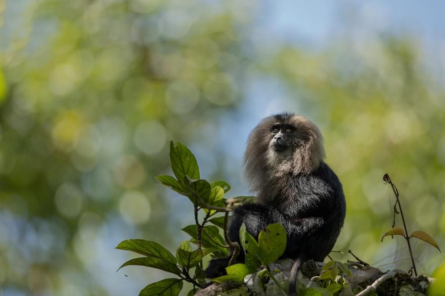 Jeep Safari in Thekkady Image