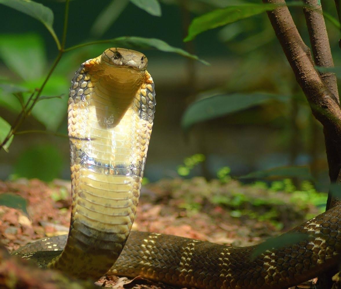 King Cobra Encounter