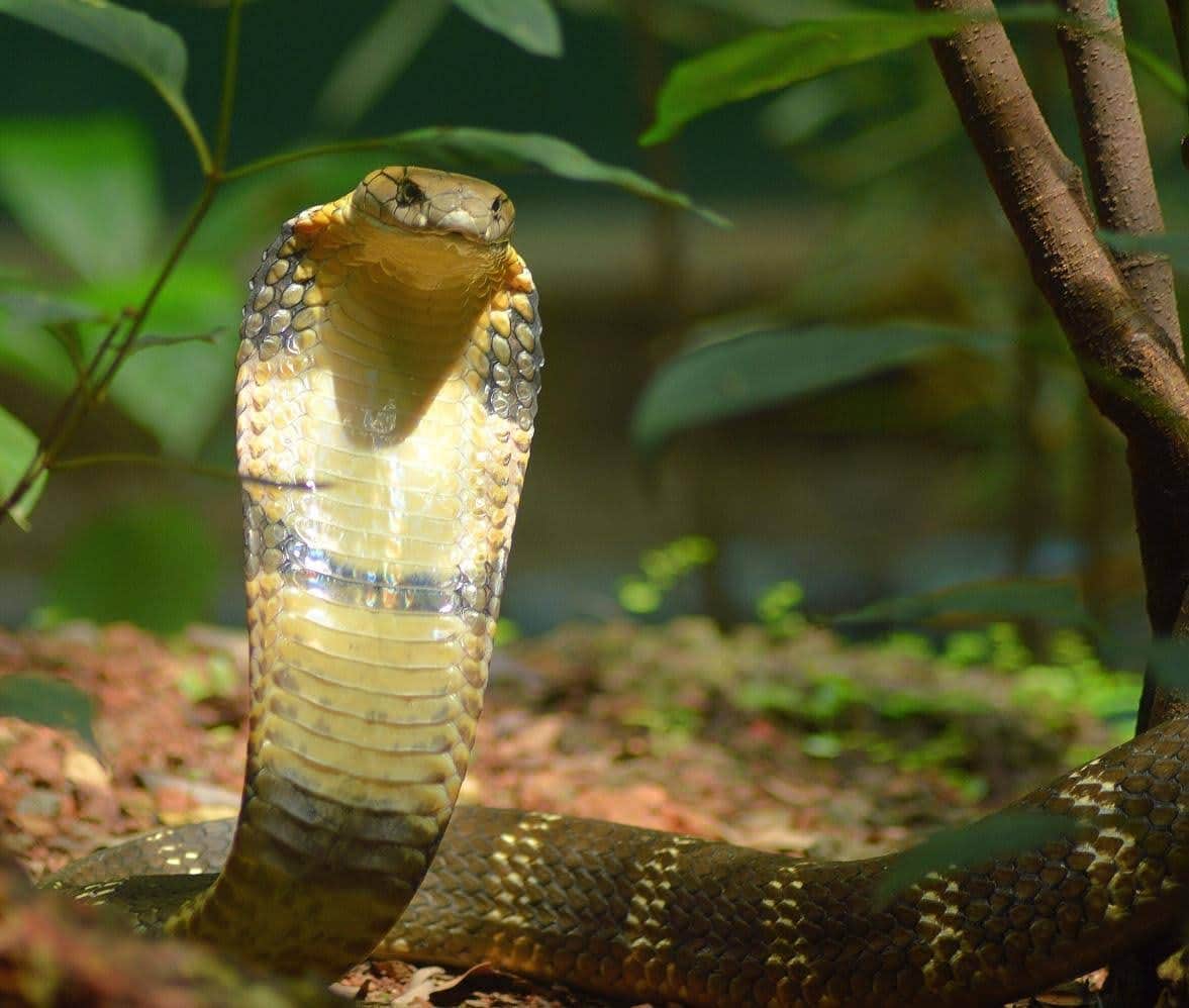 King Cobra Encounter