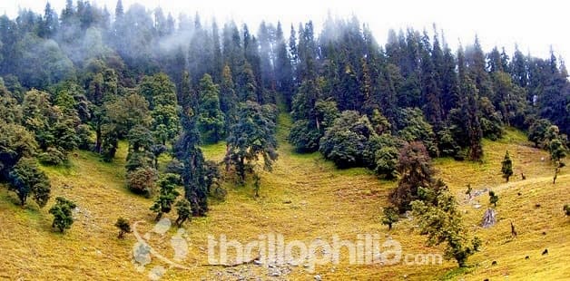 Rhododendron Trek Image