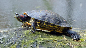 Kuta Beach Sea Turtle Conservation