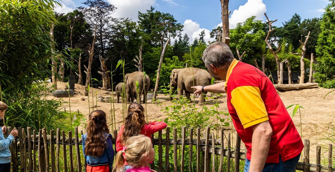 Your children will love watching the elephants and other animals from such close proximity