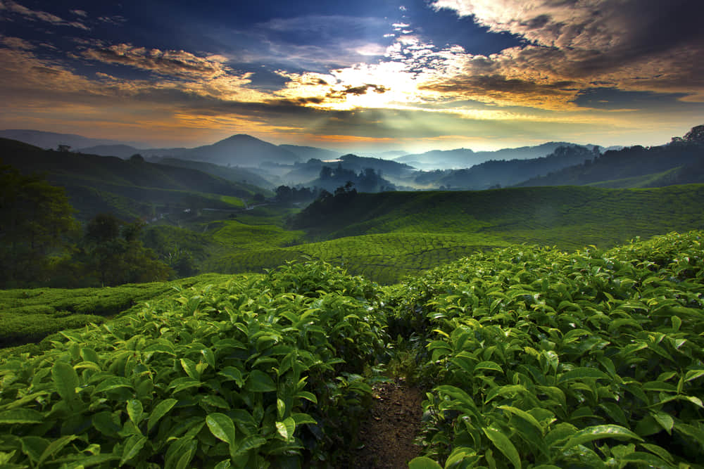 Coffee Plantation Tour