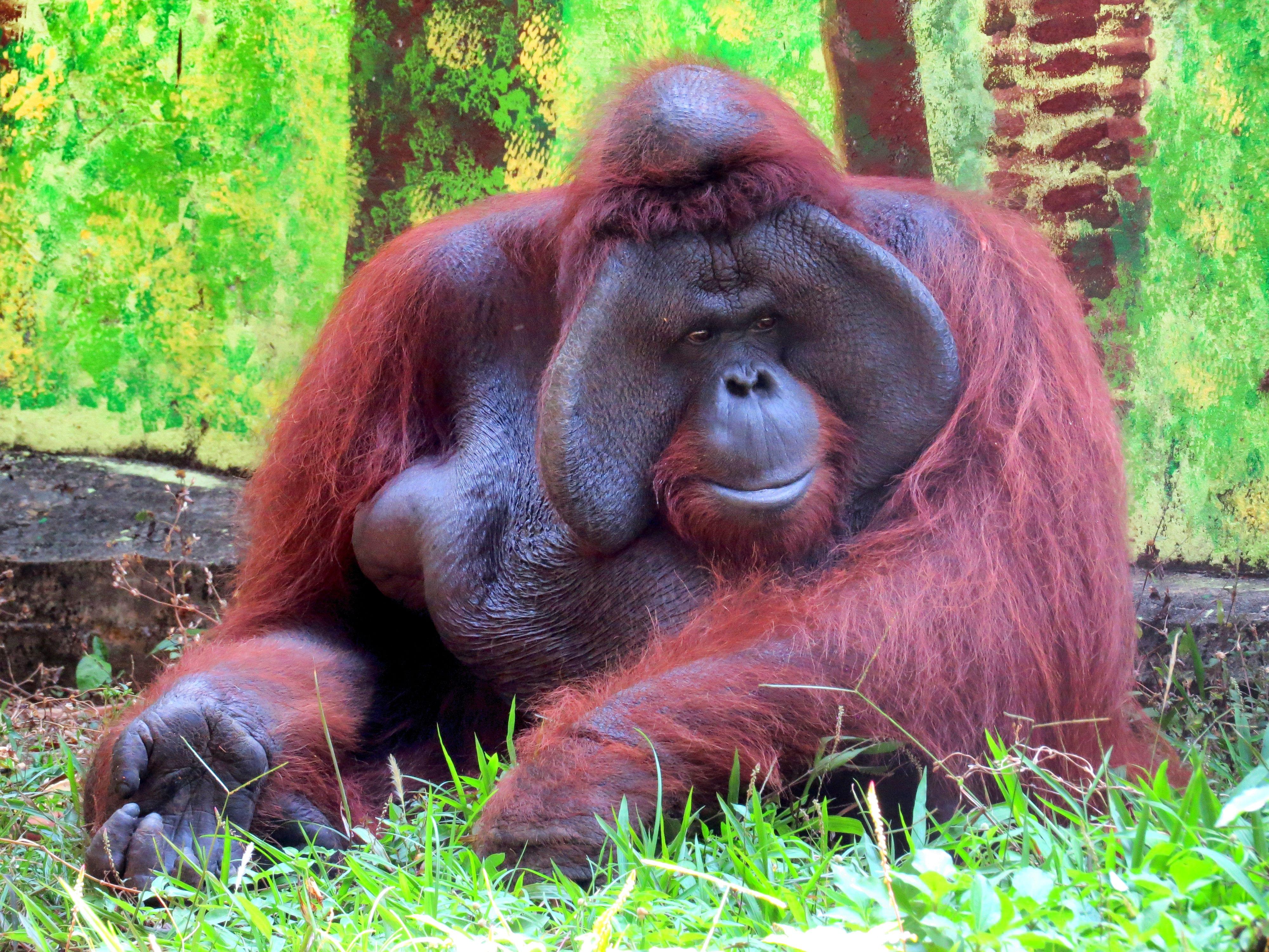 Monkey at Bali Zoo