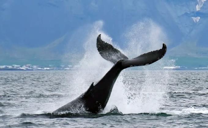 Whale Watching from Reykjavik