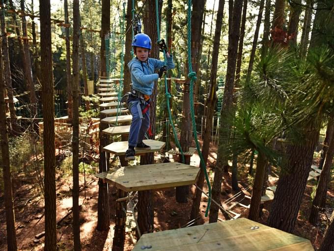 Tree Top Adventure Park sydney theme park.jpeg