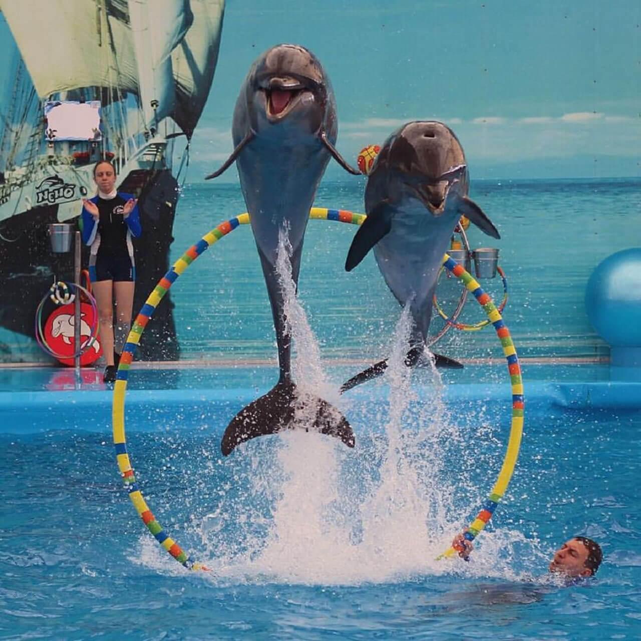 Skilful tricks performed by dolphins during the show
