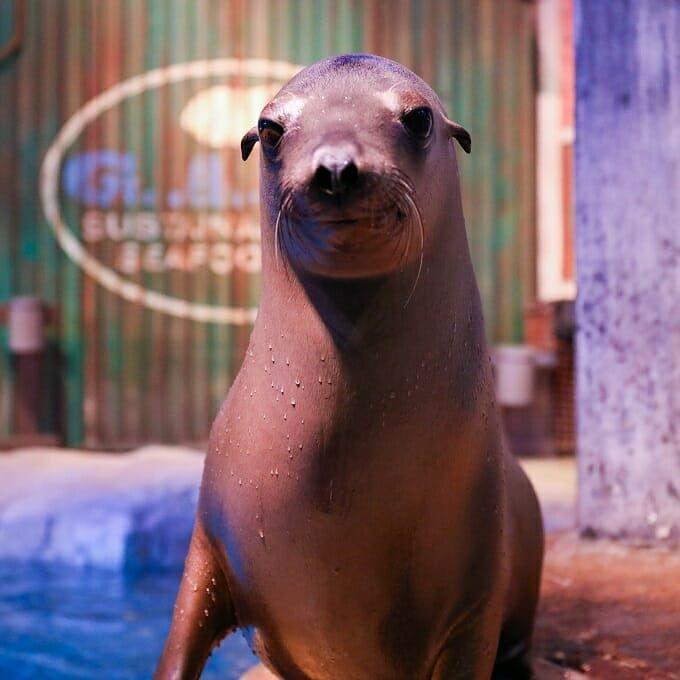 Georgia Aquarium Shows