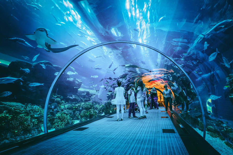Play with the animals and shipwreck at Aquaria KLCC