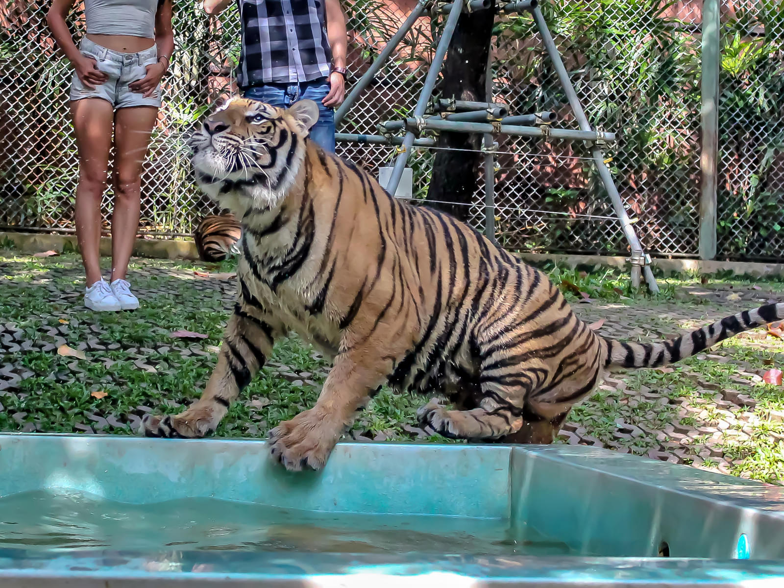 Learn more about the behaviors of the tigers