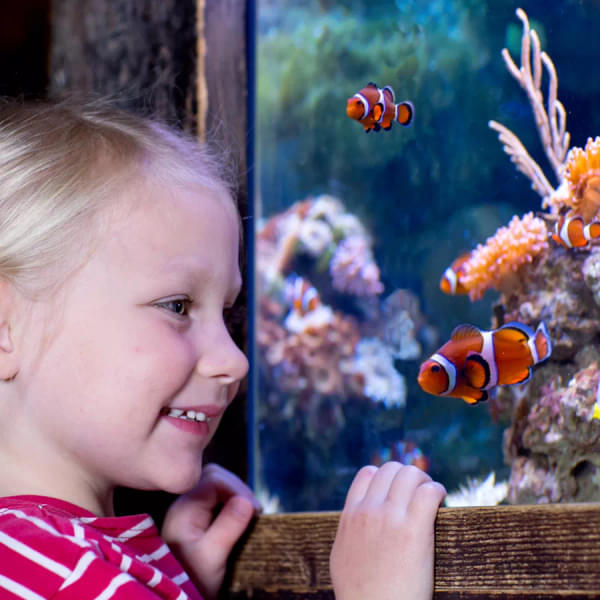 Get mesmerized by watching adorable marine species in the Shipwreck exhibition