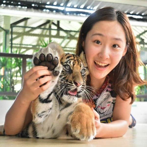Smallest Tiger Encounter