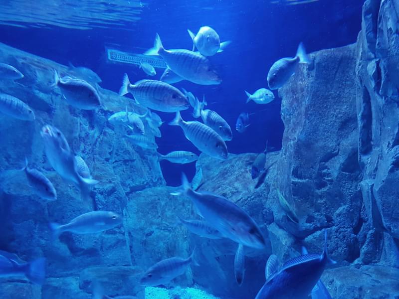 Viasea Aquarium