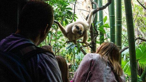 Monkey at Bronx Zoo