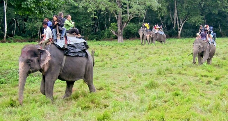 Jungle Safari At Chitwan National Park In Nepal Image
