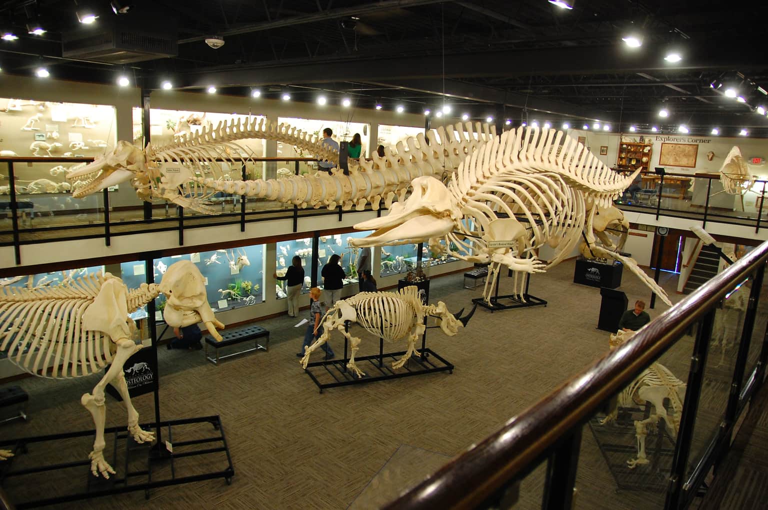 Skeletons Museum of Osteology, <em>Orlando</em>