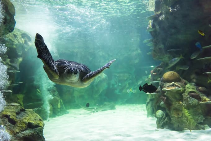 Take part in the Turtle Rescue event and get a turtle-y experience