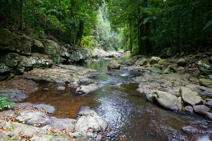 Springbrook National Park Walks